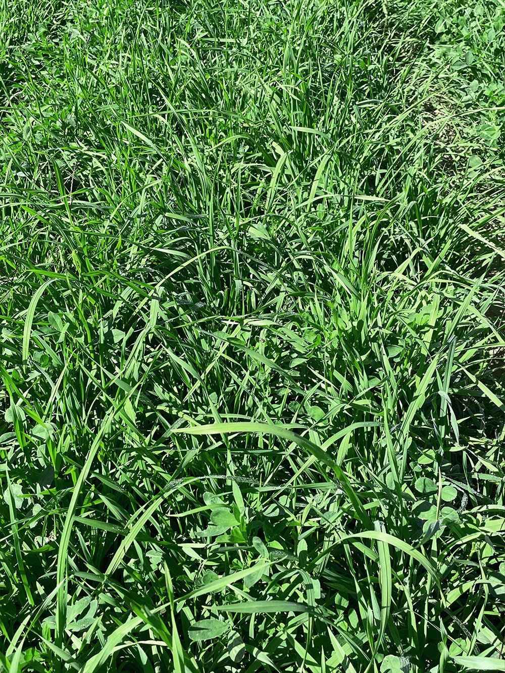 147 XL Alfalfa Mix